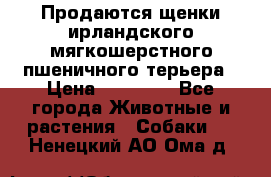 Продаются щенки ирландского мягкошерстного пшеничного терьера › Цена ­ 30 000 - Все города Животные и растения » Собаки   . Ненецкий АО,Ома д.